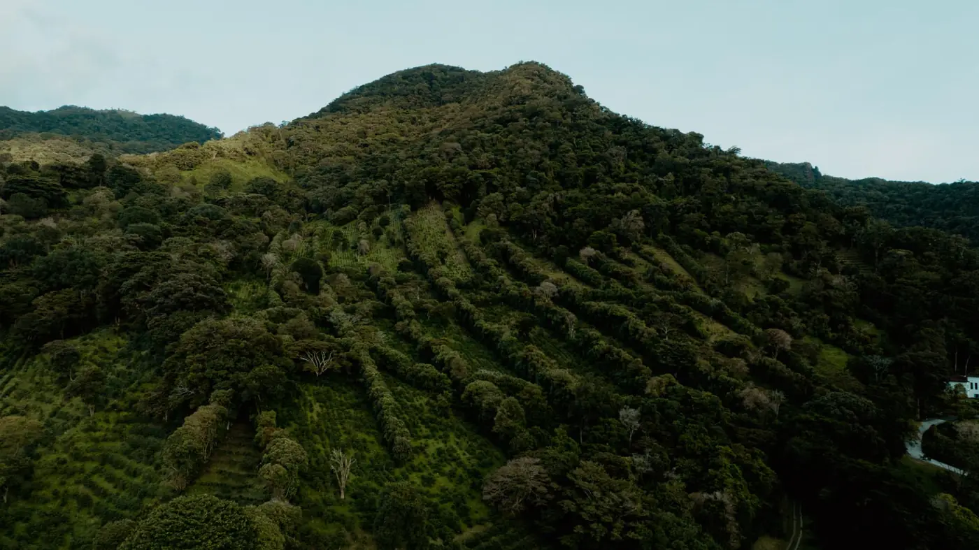 Montañas y vegetación de la finca